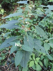 Paraphlomis intermedia