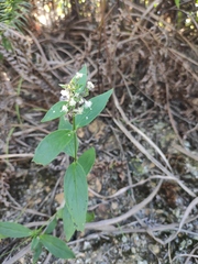 Oldenlandia mellii