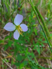Rhexia mariana mariana