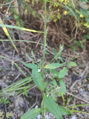 Oldenlandia mellii