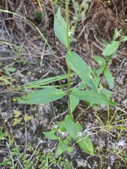 Oldenlandia mellii