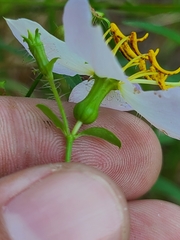 Rhexia mariana mariana