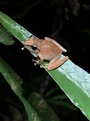 Pristimantis reichlei