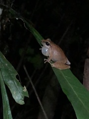 Pristimantis reichlei