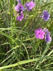 Phlox glaberrima