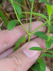 Rhexia mariana mariana