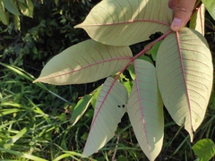 Zanthoxylum myriacanthum