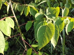 Alangium kurzii