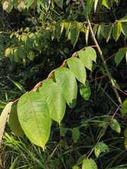Zanthoxylum myriacanthum