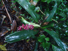 Aechmea cylindrata