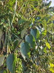 Actinidia latifolia