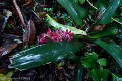 Aechmea cylindrata