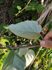 Actinidia latifolia