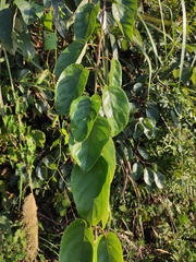 Actinidia latifolia