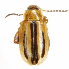 Capraita texana