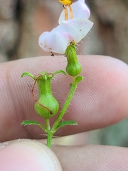 Rhexia mariana mariana