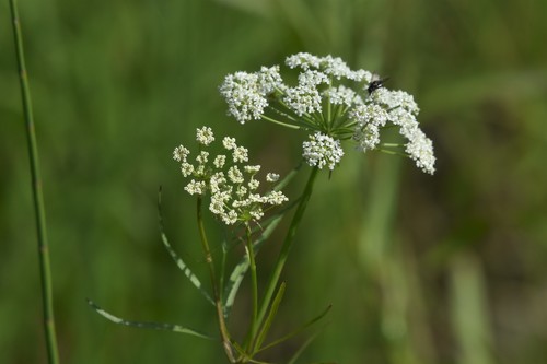 Hemlock waterparsnip (Sium suave)