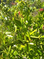 Pinochia corymbosa