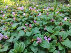 Melastoma dodecandrum