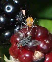 Pselliopus cinctus