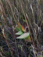 Asclepias ovalifolia