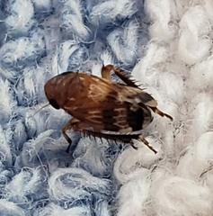 Anoscopus