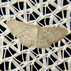 Scopula sublinearia