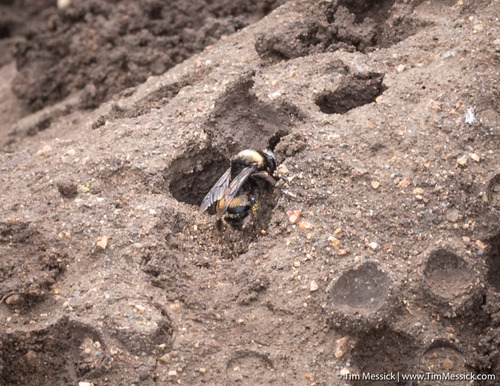 Bumblebee-like Digger Bee photo 4