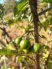 Solanum atropurpureum
