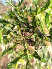 Solanum atropurpureum