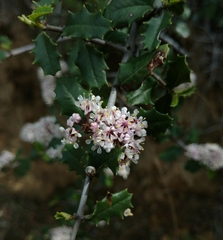 Ceanothus jepsonii