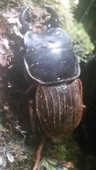 Geodorcus helmsi