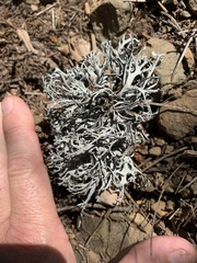 Pseudevernia furfuracea