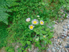 Erigeron philadelphicus philadelphicus