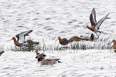 Limosa limosa islandica