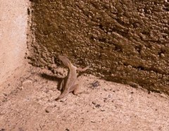 Anolis cybotes