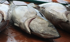 Thunnus