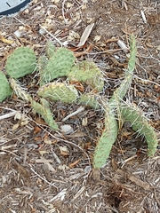 Opuntia polyacantha juniperina
