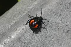 Euthyrhynchus floridanus