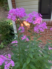 Phlox carolina