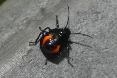 Euthyrhynchus floridanus