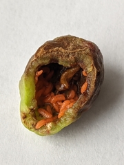 Contarinia virginianiae