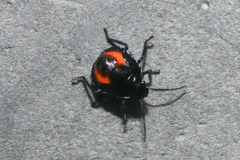 Euthyrhynchus floridanus