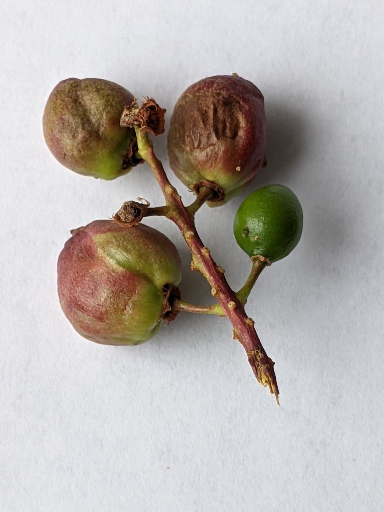 Chokecherry Midge
