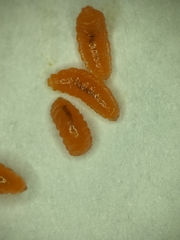 Contarinia virginianiae