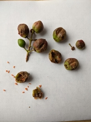 Contarinia virginianiae