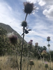 Acanthocephala thomasi