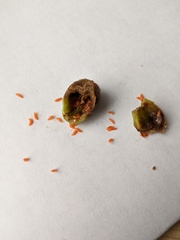 Contarinia virginianiae