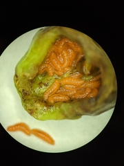 Contarinia virginianiae