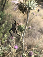Acanthocephala thomasi
